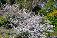 2018年千葉公園の桜  