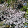 2018年千葉公園の桜  