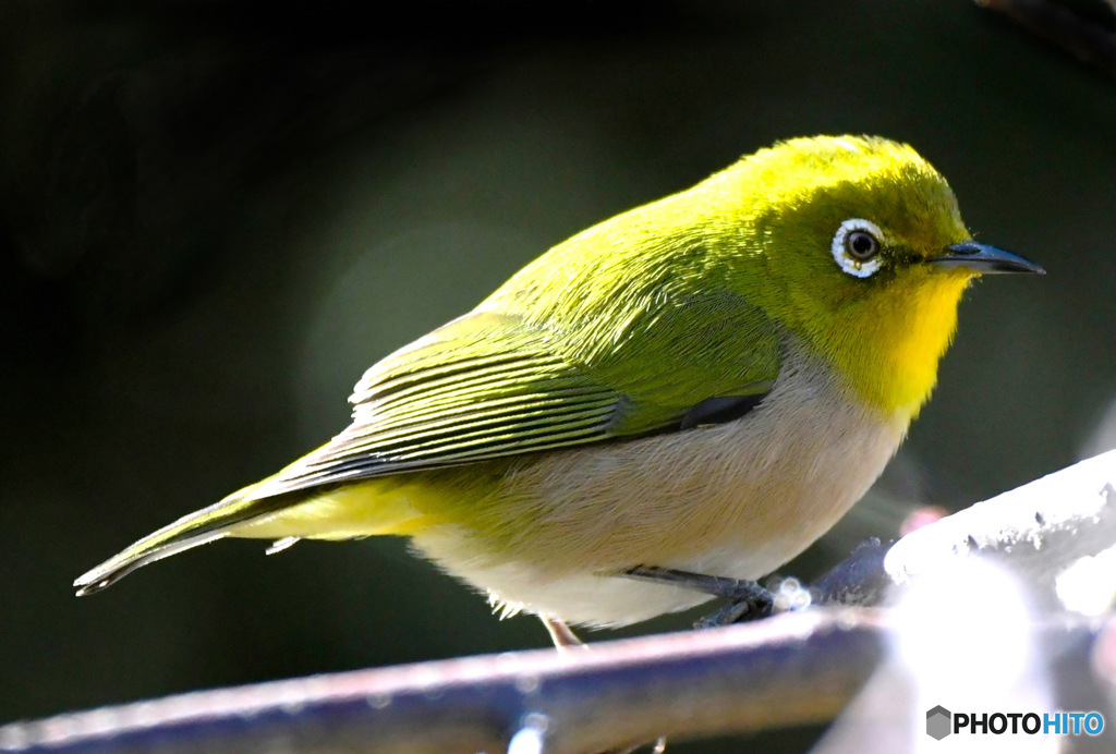 野山の鳥  メジ君