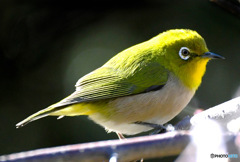 野山の鳥  メジ君  