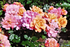 公園に咲いていた花 22-449  