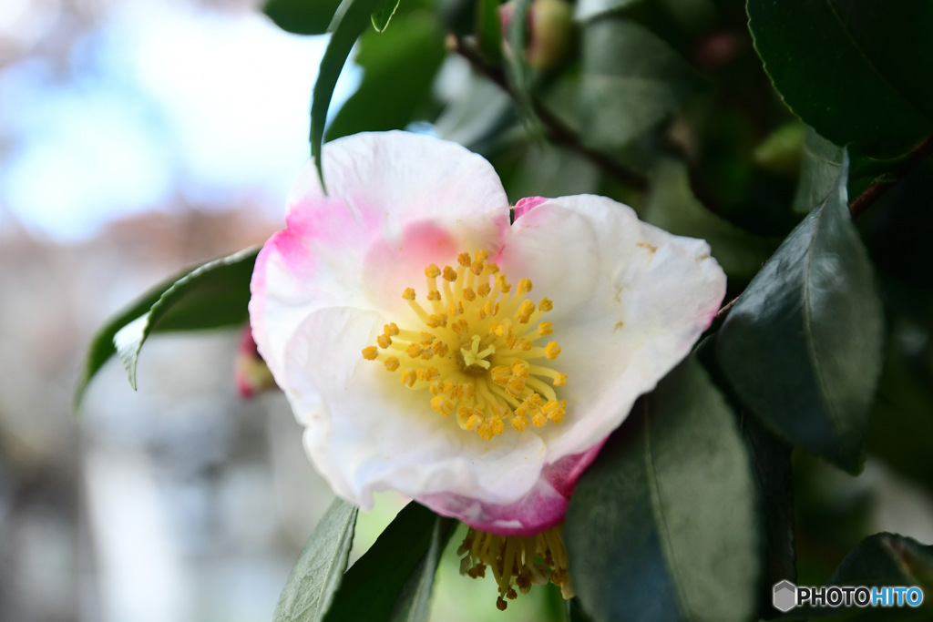 庭に咲いたサザンカの花 