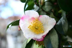 庭に咲いたサザンカの花 