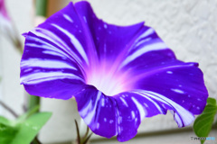朝顔の花   21-484
