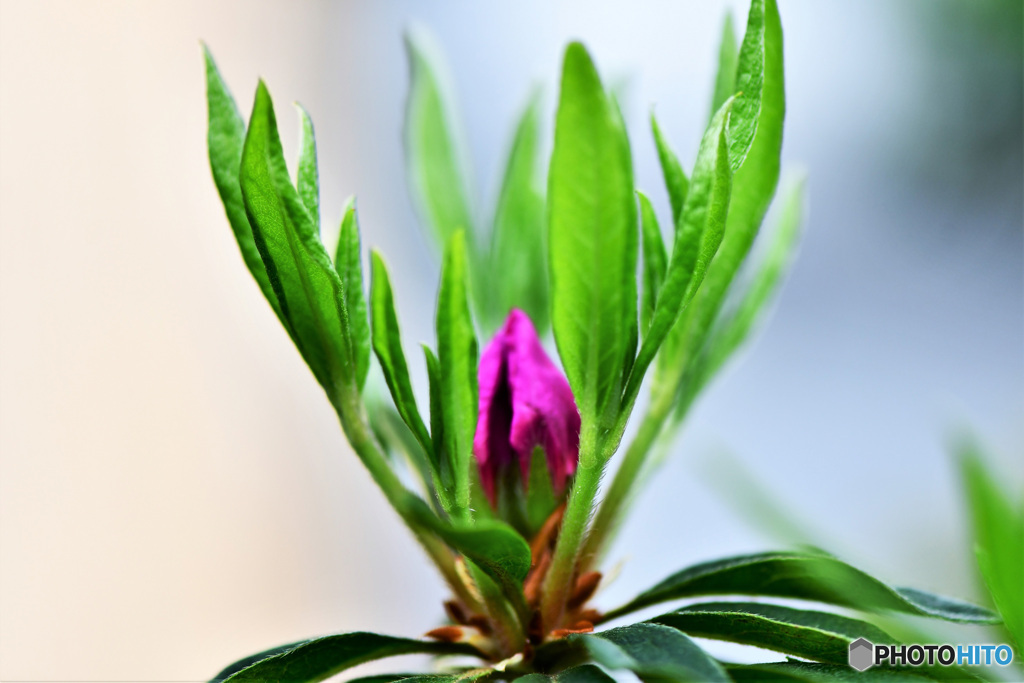 庭に咲くだろうツツジの花の蕾 22-224.1