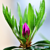庭に咲くだろうツツジの花の蕾 22-224.1