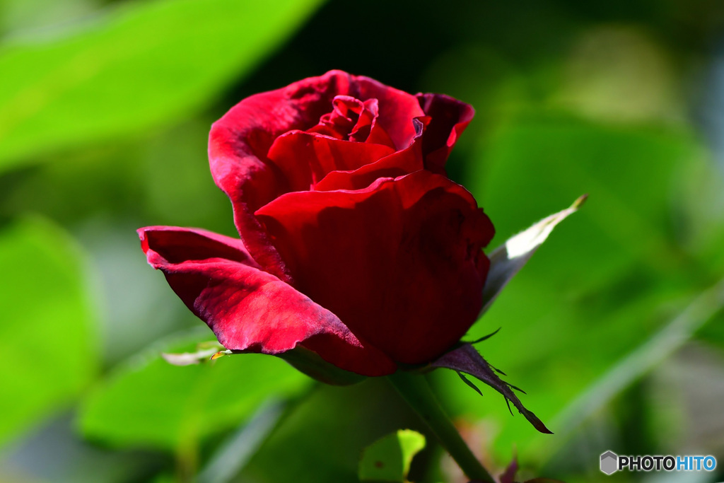 庭にこの暑い時に咲いた薔薇の花 22-386