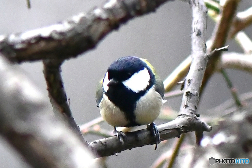 野山の鳥  四十雀