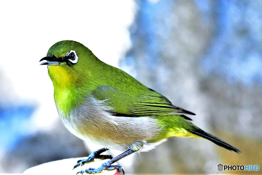 野山の鳥  メジロ
