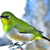 野山の鳥  メジロ