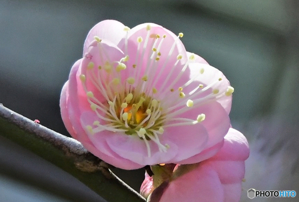 庭に咲いた梅の花 23-080