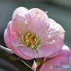 庭に咲いた梅の花 23-080