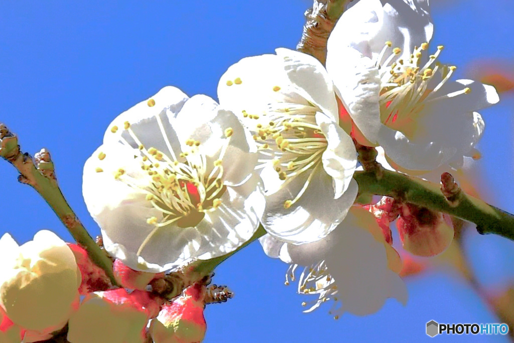 庭に咲いた白梅の花