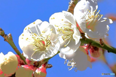 庭に咲いた白梅の花