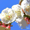 庭に咲いた白梅の花