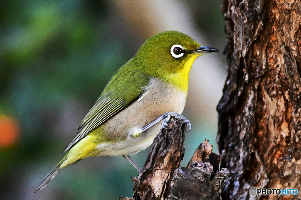 野山の鳥 22-186 メジ君