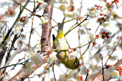 野山の鳥  メジロ 