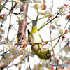 野山の鳥  メジロ 