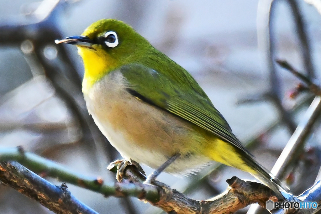野山の鳥  メジ君