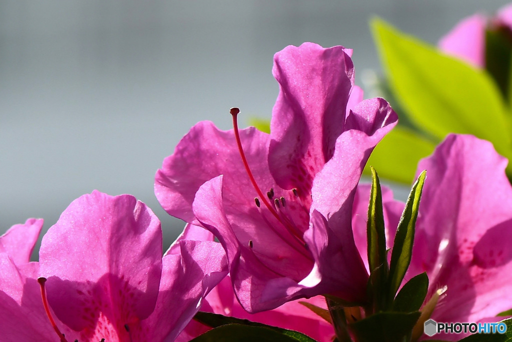 春に咲いたつつじの花