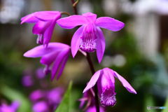 庭に咲いた紫蘭の花  21-320