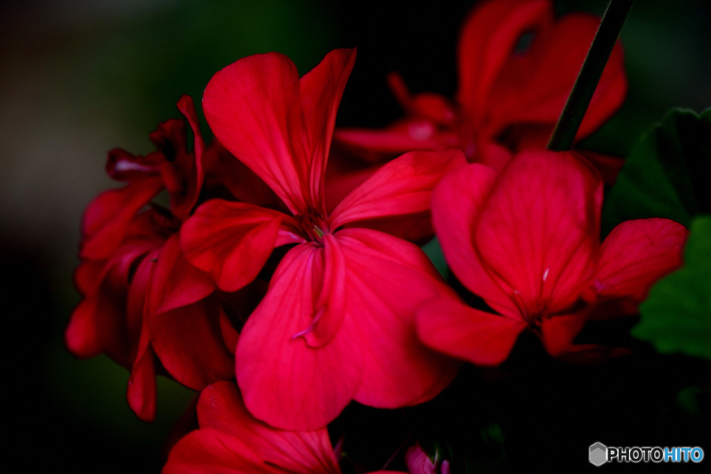 庭に咲いたゼラニュームの花