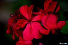 庭に咲いたゼラニュームの花