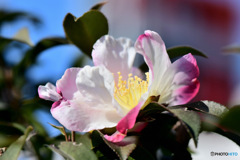 庭に咲いた山茶花の花 