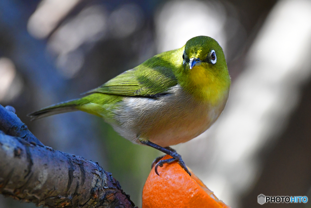 美味しいですか？  288