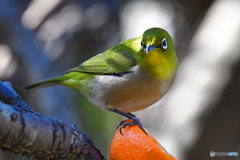 美味しいですか？  288