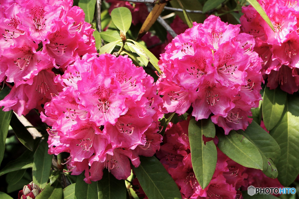 公園に咲いた石楠花の花