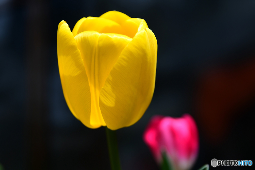 庭に咲いたチューリップの花 22-211  