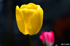 庭に咲いたチューリップの花 22-211  