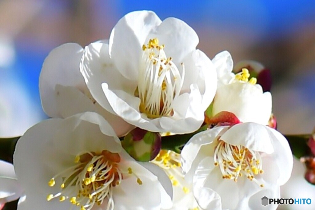 庭に咲いた白梅の花