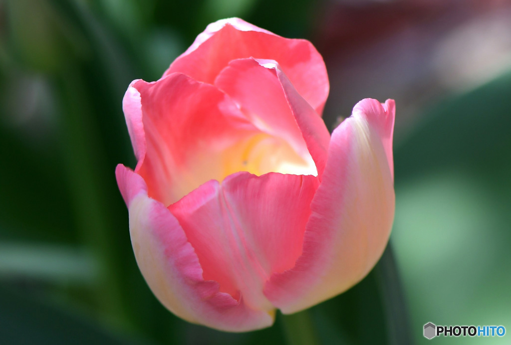 色違いのチューリップ