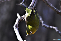 メジ君のアクロバット  21-150