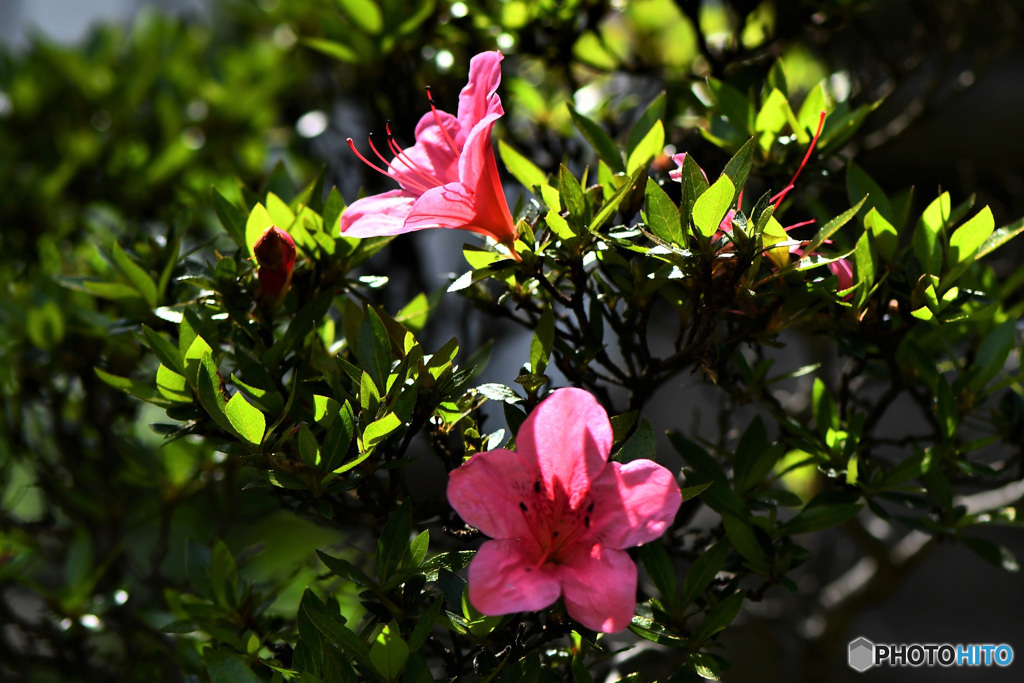 サツキの花に陽が差す 22-287  