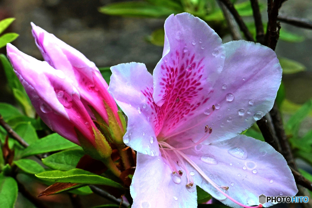雨に濡れたツツジの花 22-252