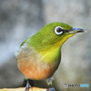 野山の鳥 22-229  メジ君