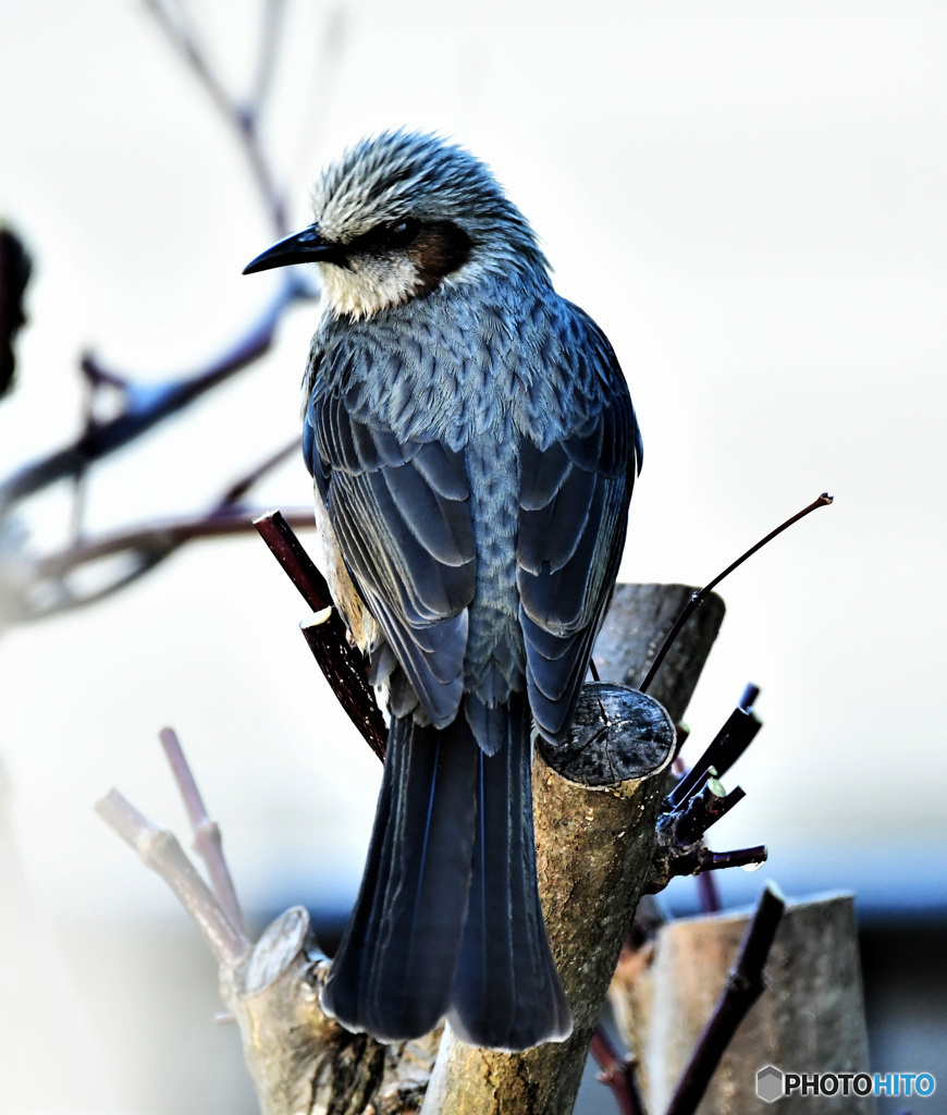 見返りヒヨさん 22-103