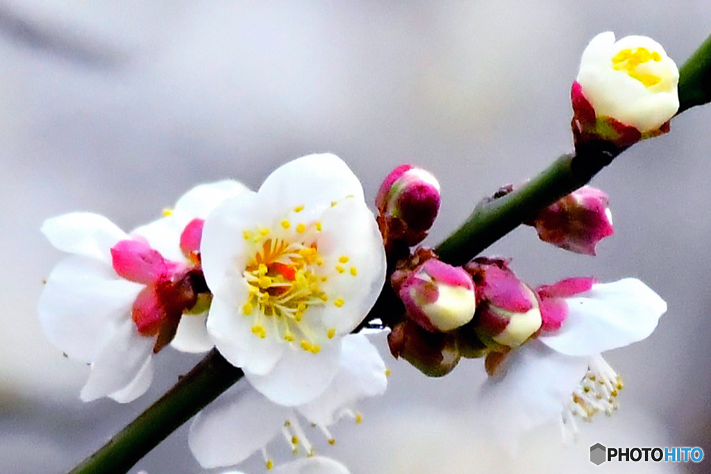 ２月に咲いた白梅の花  