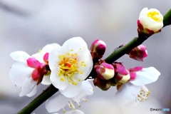 ２月に咲いた白梅の花  