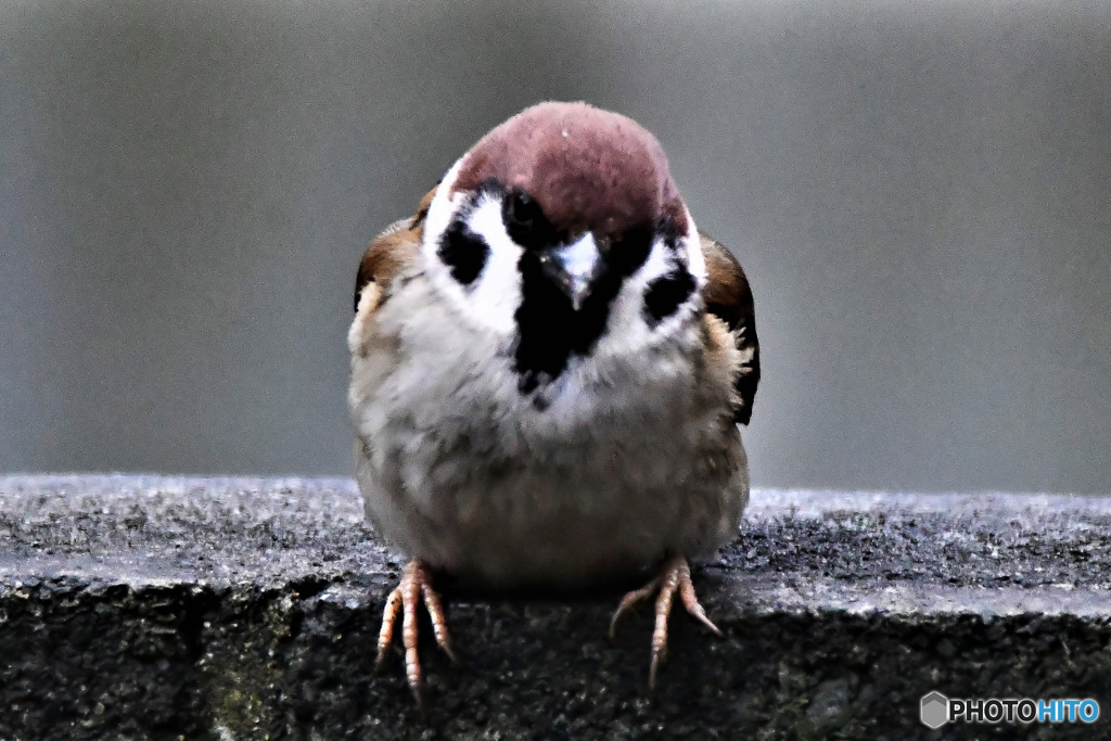 野山の鳥  21-218  すずめドン