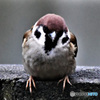 野山の鳥  21-218  すずめドン