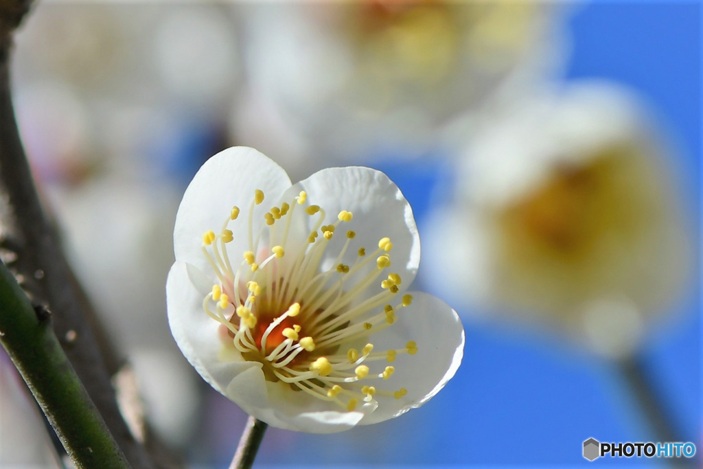 庭に咲いた梅の花 23-034 