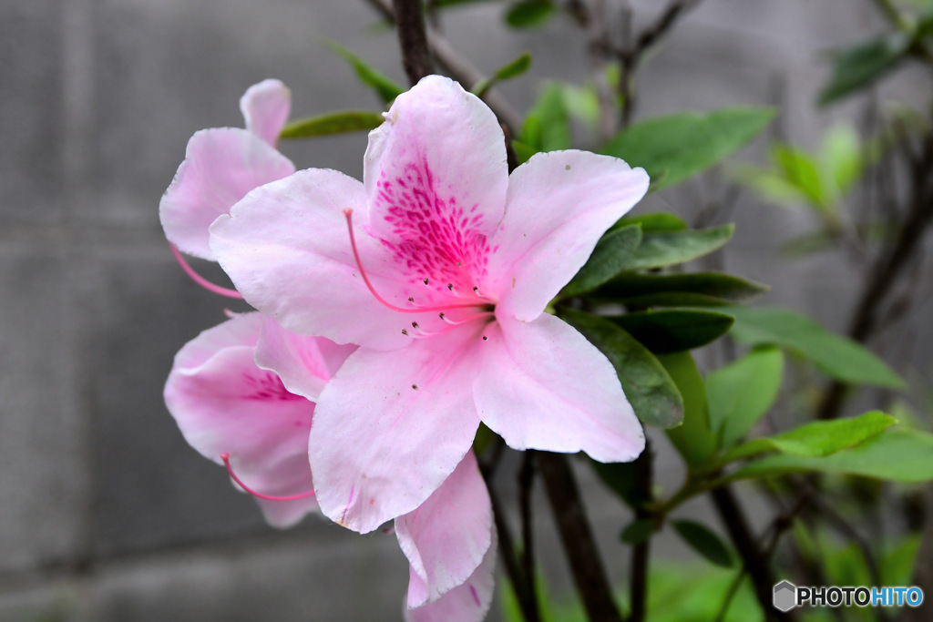 鉢植えのツツジ