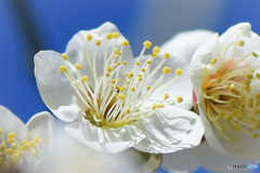 庭に咲いた白梅の花 23-053  