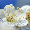 庭に咲いた白梅の花 23-053  