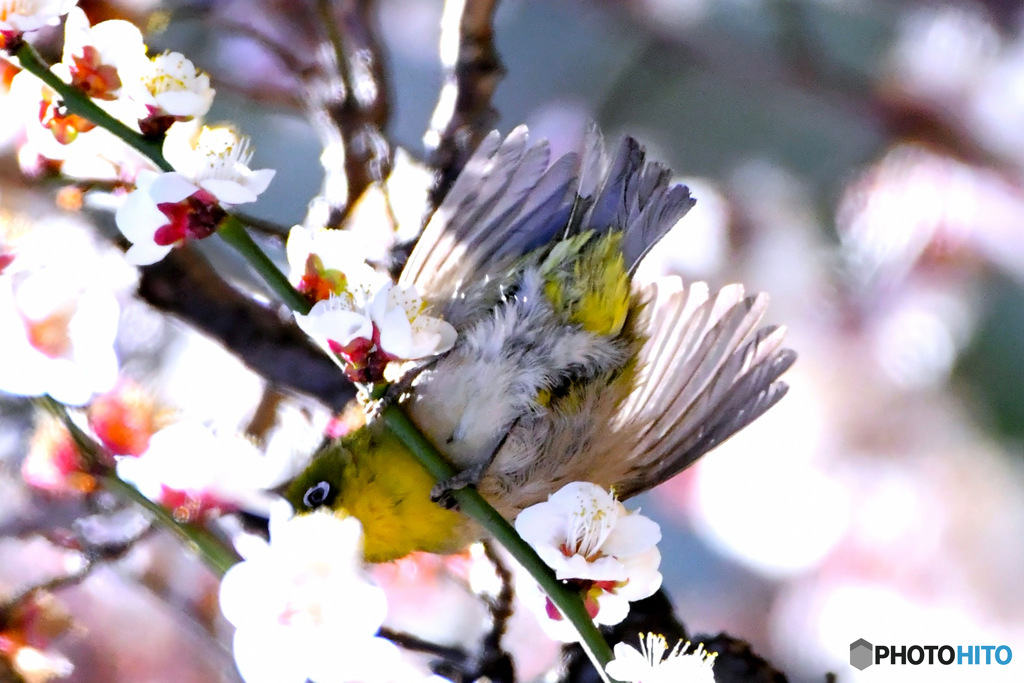  野山の鳥  メジロ