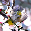  野山の鳥  メジロ